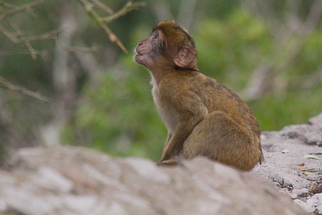 Scarica gratis l'immagine gratuita della fauna selvatica del macaco di barbary da modificare con l'editor di immagini online gratuito GIMP
