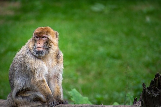 Free download barbary macaque barbary ape monkey free picture to be edited with GIMP free online image editor