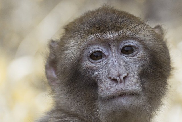 Free download barbary macaque macaque ape animal free picture to be edited with GIMP free online image editor