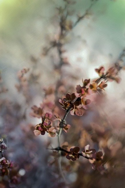 Free download barberry leaves twigs bush plant free picture to be edited with GIMP free online image editor