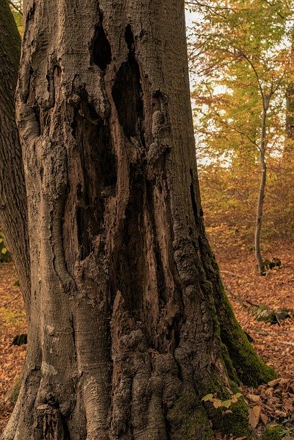 Free download bark wood hole in the tree free picture to be edited with GIMP free online image editor
