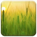 Download gratuito di Barley Field: foto o immagine gratuita da modificare con l'editor di immagini online GIMP