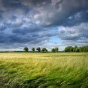 Barley field  screen for extension Chrome web store in OffiDocs Chromium