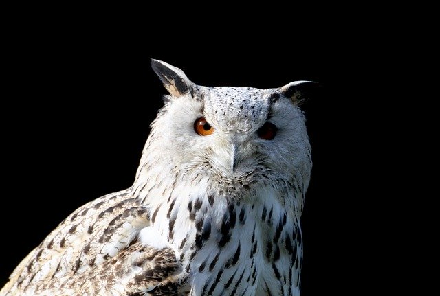 Free download barn owl owl raptor night bird free picture to be edited with GIMP free online image editor