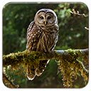 Barred Owl  screen for extension Chrome web store in OffiDocs Chromium