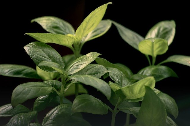 Free download basil floors plants herb kitchen free picture to be edited with GIMP free online image editor