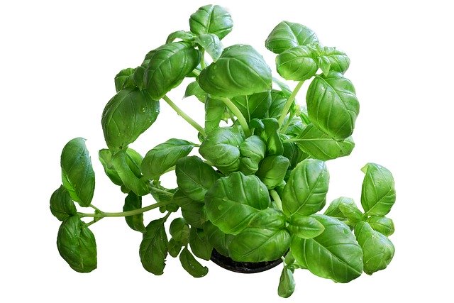 Free download basil herb plant aromatic cooking free picture to be edited with GIMP free online image editor