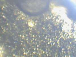 Free download Basilikum microscopic images free photo or picture to be edited with GIMP online image editor