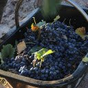 Basket of black grapes  screen for extension Chrome web store in OffiDocs Chromium