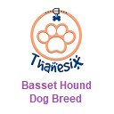 Basset Hound Dog Breed Thanesix.com 屏幕，用于在 OffiDocs Chromium 中扩展 Chrome 网上商店