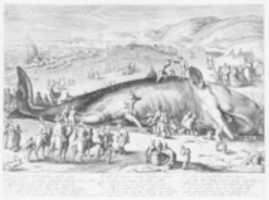 Free download Beached Whale free photo or picture to be edited with GIMP online image editor