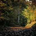Beach of dry leaves  screen for extension Chrome web store in OffiDocs Chromium