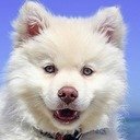 Beach Puppy-Bildschirm für die Erweiterung des Chrome-Webshops in OffiDocs Chromium