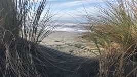 Muat turun percuma Beach Weeds Sea - video percuma untuk diedit dengan editor video dalam talian OpenShot