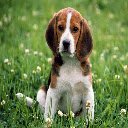 Layar Beagle Dog untuk ekstensi toko web Chrome di OffiDocs Chromium