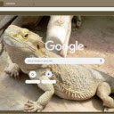 Free download Bearded Dragon -  free photo or picture to be edited with GIMP online image editor