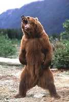 Free download Bear free photo or picture to be edited with GIMP online image editor