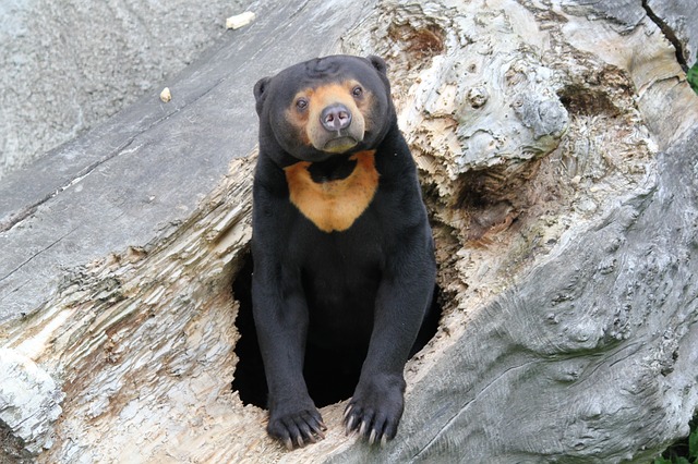 Бесплатно скачать медведь малайское животное млекопитающее он выглядит бесплатно изображение для редактирования с помощью бесплатного онлайн-редактора изображений GIMP