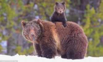 Free download bears2 free photo or picture to be edited with GIMP online image editor
