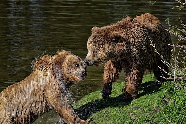 Free download bear to play water brown bear free picture to be edited with GIMP free online image editor