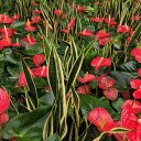 Beautiful anthurium flowers  screen for extension Chrome web store in OffiDocs Chromium