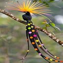 Beautiful bird wallpapers  screen for extension Chrome web store in OffiDocs Chromium