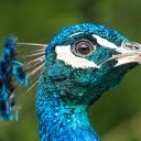 Beautiful blue peacock  screen for extension Chrome web store in OffiDocs Chromium