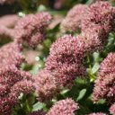 Beautiful bunches of flowers  screen for extension Chrome web store in OffiDocs Chromium