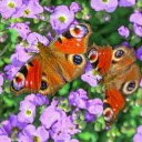 Beautiful Butterflies  screen for extension Chrome web store in OffiDocs Chromium