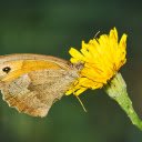 Beautiful butterfly with yellow flowers  screen for extension Chrome web store in OffiDocs Chromium
