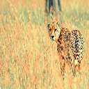 Beautiful Cheetah  screen for extension Chrome web store in OffiDocs Chromium