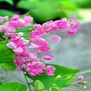 Beautiful Coral vine flower wallpaper  screen for extension Chrome web store in OffiDocs Chromium
