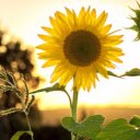 Beautiful daisies  screen for extension Chrome web store in OffiDocs Chromium