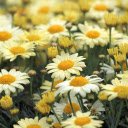 Beautiful daisy garden  screen for extension Chrome web store in OffiDocs Chromium