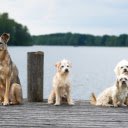 Beautiful dogs by the lake  screen for extension Chrome web store in OffiDocs Chromium