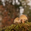 Beautiful dwarf mushrooms  screen for extension Chrome web store in OffiDocs Chromium