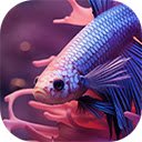 beautiful exotic colorful fish  screen for extension Chrome web store in OffiDocs Chromium