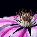 Beautiful flower  screen for extension Chrome web store in OffiDocs Chromium