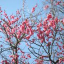 Beautiful flower branches  screen for extension Chrome web store in OffiDocs Chromium