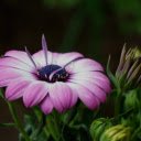 Beautiful flower buds  screen for extension Chrome web store in OffiDocs Chromium