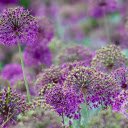 Beautiful flowers  screen for extension Chrome web store in OffiDocs Chromium