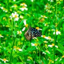 Beautiful flowers and butterflies  screen for extension Chrome web store in OffiDocs Chromium