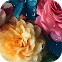 beautiful flowers with water drops  screen for extension Chrome web store in OffiDocs Chromium