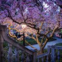 Beautiful Flower Tree  screen for extension Chrome web store in OffiDocs Chromium