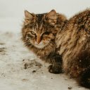 Beautiful ginger cat amidst falling snow  screen for extension Chrome web store in OffiDocs Chromium