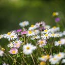 Beautiful little chrysanthemums  screen for extension Chrome web store in OffiDocs Chromium