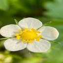 Beautiful little flower wallpaper  screen for extension Chrome web store in OffiDocs Chromium