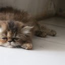 Beautiful little kitten  screen for extension Chrome web store in OffiDocs Chromium