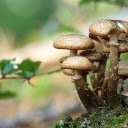 Beautiful little mushroom bush  screen for extension Chrome web store in OffiDocs Chromium