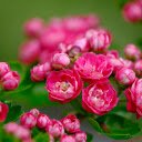 Beautiful little rose branches  screen for extension Chrome web store in OffiDocs Chromium